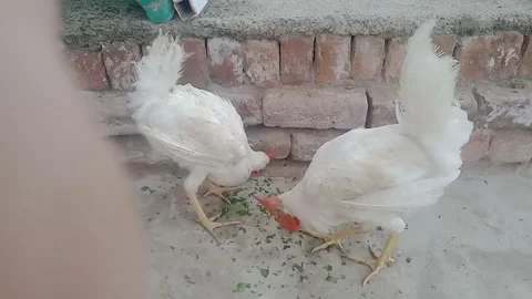 Chickens Shown in Clear Right Side Profile Outdoors Stockbeeldmateriaal 347036793
