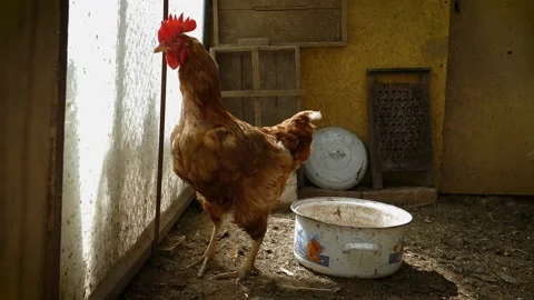 Chickens sitting in henhouse Stock Footage 157830336