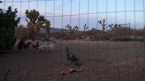 Chickens Slowly Eating Watermelon Scraps Stock Footage 66484553