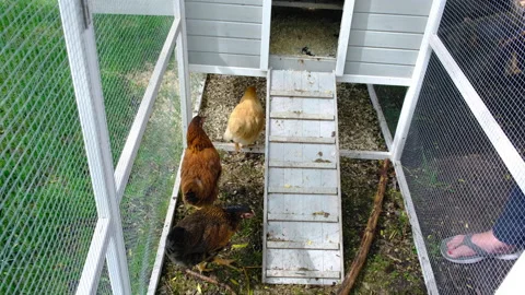 Chickens in small coup overhead  Stock Footage 239914048