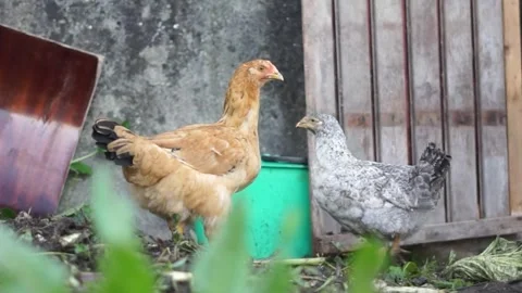 Chickens in a small farm Stock-Footage 259513701