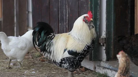 Chickens In The Snow 01 Video stock 1011816