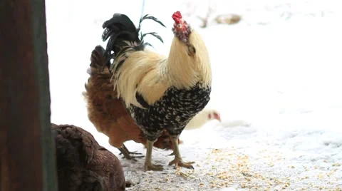 Chickens In The Snow 02 Video stock 1011830