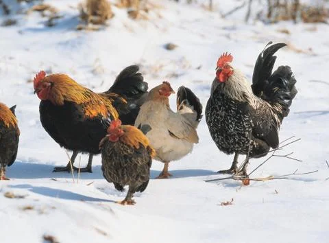 Chickens on snow Stock Photos