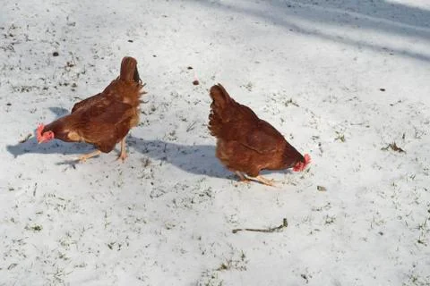 Chickens in snow Stock Photos