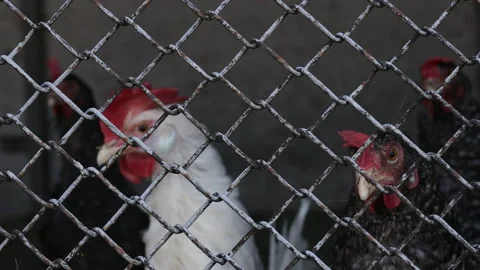 Chickens stand in a cage Stock Footage 205263297