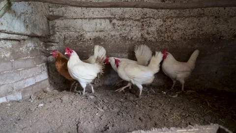 Chickens stand in a damp, earthen coop corner Stock Footage 340506036