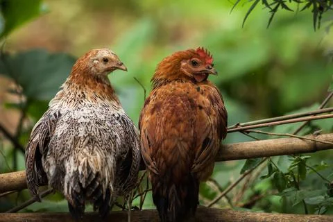 Chickens standing on ground looking to camera Stock Photos