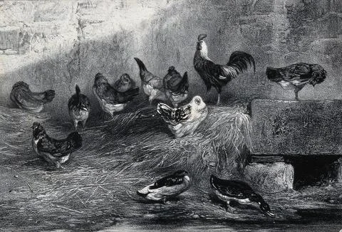 Chickens standing on hay while ducks drink from a pool in a farm building. .. Stock Illustration