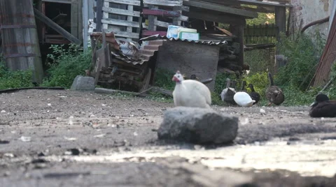Chickens Strolling on the Farm Stock Footage 40661900