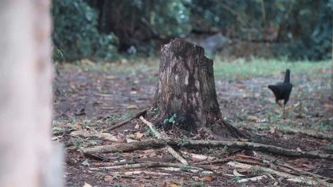 Chickens strolling through the backyard of a house Video stock 128142033