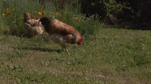 Chickens in the summer meadow Stock Footage 70678740