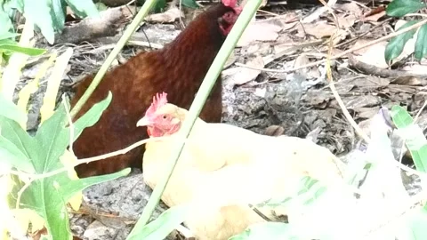 Chickens taking a dirt bath. Stock Footage 154204281