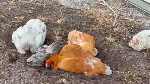 Chickens taking a dust bath Stock Footage 270323267