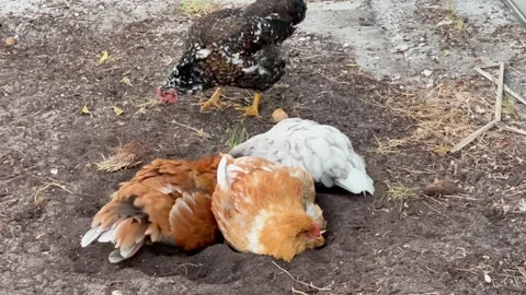 Chickens taking a dust bath Stock Footage 270323273