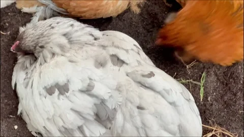 Chickens taking a dust bath Stock Footage 270323302