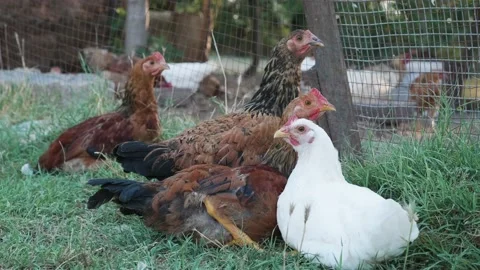 Chickens taking a rest on grass. Natural farmland Stock Footage 137091813