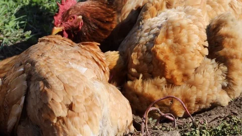 Chickens taking a shower Stock Footage 130169112