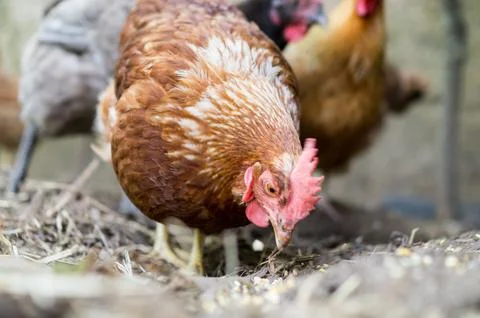Chickens in their coop Stock Photos
