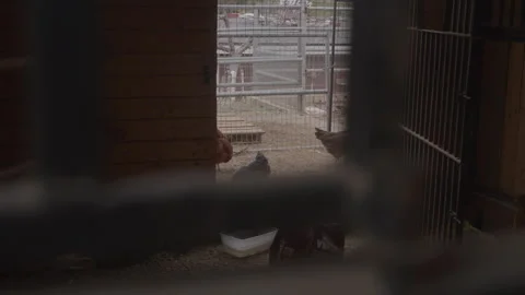 Chickens Through Bars In Barn Stock Footage 270310343