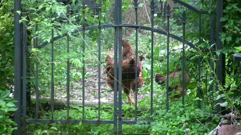 Chickens through iron gate leaving Stock Footage 454226