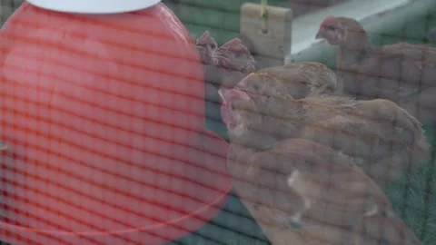 Chickens in a Tractor Drinking Water Stock Footage 276251490