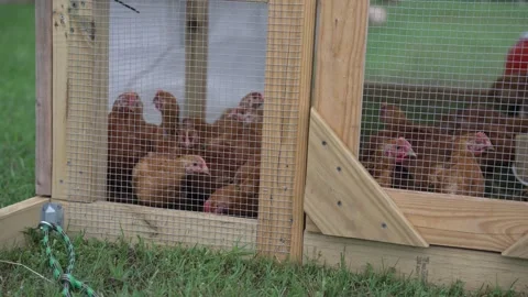 Chickens in a Tractor Looking Out Stock Footage 276251478