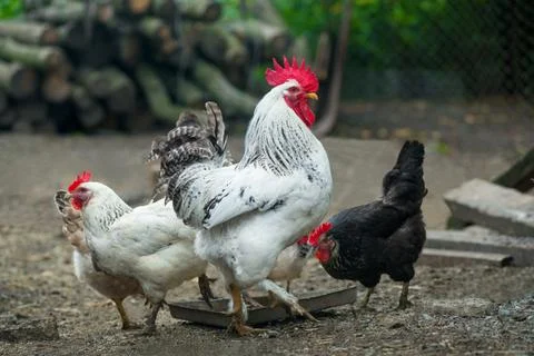 Chickens on traditional free range poultry farm Stock Photos