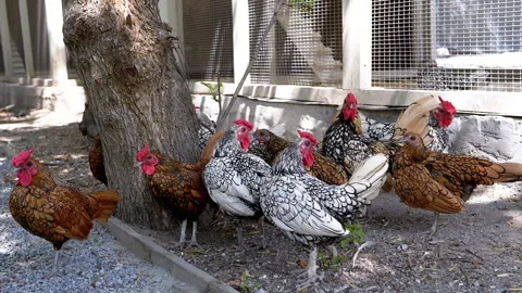 Chickens by the Tree 스톡 동영상 293234170