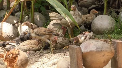 Chickens in the tropics Stock Footage 112336412