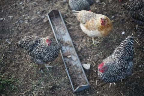 Chickens with trough Stock Photos