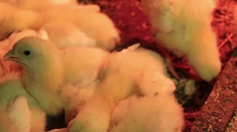 Chickens under the lamp Stock Footage 10834856