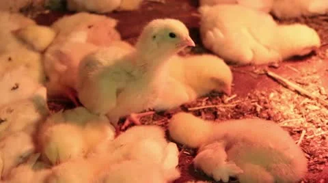 Chickens under the lamp Stock-Footage 10834858