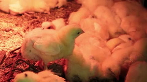 Chickens under the lamp Stock Footage 10834862