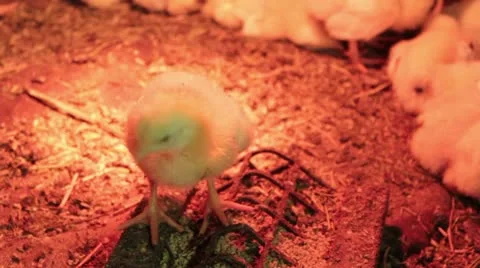 Chickens under the lamp Stock Footage 10834868