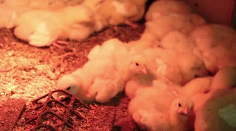 Chickens under supplementary light Stock Footage 10834861