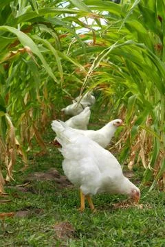 Chickens under sweet corn canopy Stock Photos