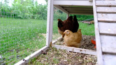 Chickens underneath coup medium Stock Footage 239890142