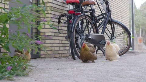 Chickens in urban area Stock Footage 240180098