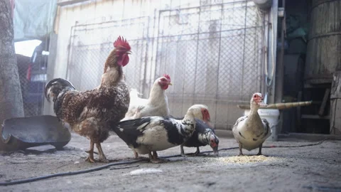 Chickens Various Stock Footage 135669641