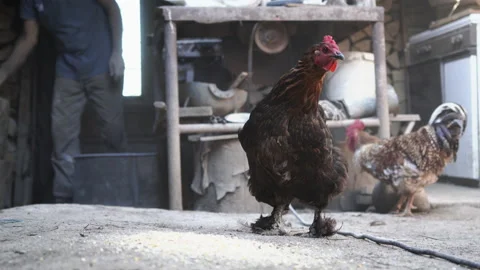 Chickens Various Stock-Footage 135670097