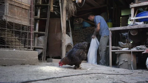 Chickens Various Stock Footage 135671236