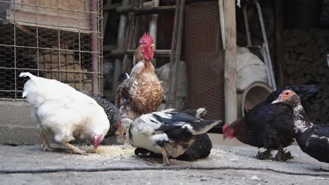 Chickens Various Stock Footage 135672648
