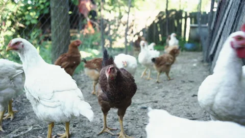 Chickens Various Stock Footage 135742884