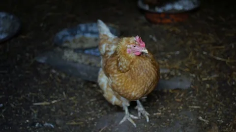 Chickens in the village Stockbeeldmateriaal 84217656
