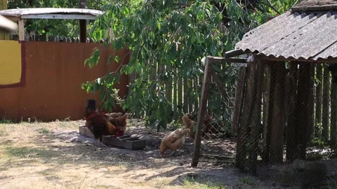 CHICKENS IN THE VILLAGE Stock Footage 158124962
