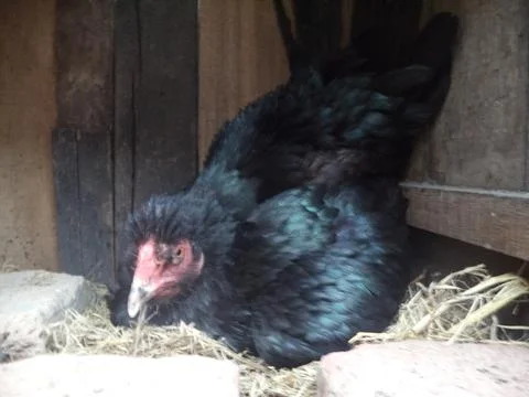 Chickens waiting for eggs 스톡 사진