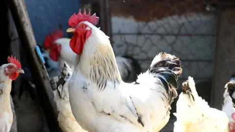 Chickens walk around the farm in the yard on a sunny summer day. Stock Footage 149168397