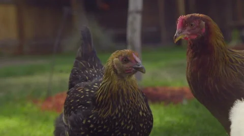 Chickens walk around Stock Footage 59664208