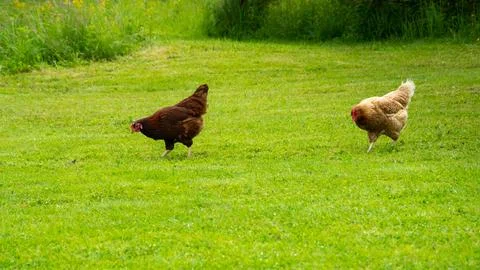 Chickens walk in the barnyard Stock Photos